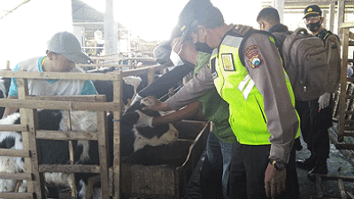 Polres Batu Turunkan Lima Tim Vaksinator, Atasi PMK di Lima Lokasi