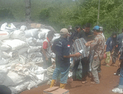 Sebanyak 13,5 Ton Bibit Jahe Gajah Dibagikan ke 270 KK Desa Bandung Marga, Bengkulu