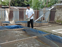 Budidaya dan Penggemukan Ikan Lele Desa Taba Mulan, Bengkulu Segera Memetik Hasil