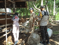 Penanggulangan PMK, Polsek Kawasan Mandalika Pendampingan Vaksinasi Hewan Ternak