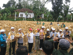 Pekan Panen Raya Jagung Jenis R7 di Desa Kopang, Kabupaten Lombok Tengah