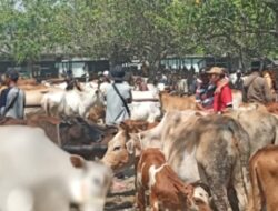Ditemukan 21 Ekor Sapi Terpapar PMK di Pasar Hewan Bumiayu, Brebes