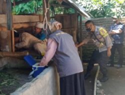 Upaya Berantas Virus PMK, Polsek Batukliang Lakukan Pendampingan Vaksinasi