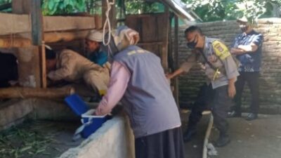 Upaya Berantas Virus PMK, Polsek Batukliang Lakukan Pendampingan Vaksinasi