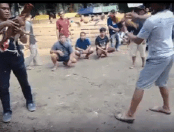 Judi Sabung Ayam Desa Sarai, Sintang Makin Marak, Diminta APH Tindak Tegas