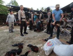 Polsek Muara Tami Grebek Judi Sabung Ayam, Tiga Pelaku Diamankan Beserta BB