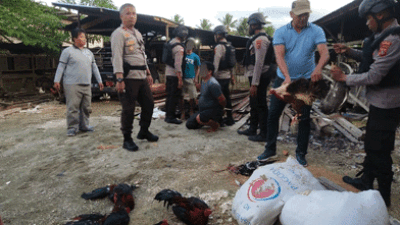 Polsek Muara Tami Grebek Judi Sabung Ayam, Tiga Pelaku Diamankan Beserta BB