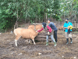 Polsek Praya Barat Daya Gencarkan Vaksin Upaya Penanggulangan PMK
