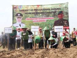 Kuatkan Ketahanan Pangan, Bupati Brebes Tanam Jagung di eks Lapangan Terbang TNI AD