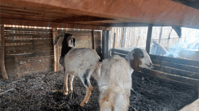 Diduga Mark Up Pengadaan 55 Ekor Kambing Desa Mojorejo, Rejang Lebong