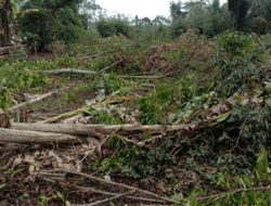 Kebun Dirusak, Warga Desa Pahlawan, Bengkulu Laporkan Keponakannya ke Polisi