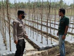 Sukseskan Program Ketahanan Pangan, Kasubsektor Banda Baro Tinjau Perkebunan Gampong Ulee Nyeu
