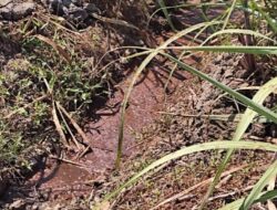 Diduga Cemari Udara, Pengusaha Tebu Wonokasian, Sidoarjo Akan Dilaporkan ke Polisi