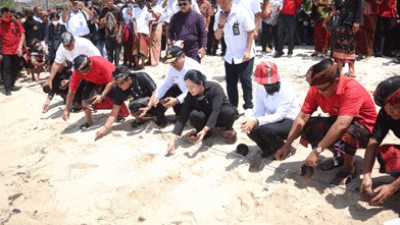Ketua DPR Puan Maharani Lakukan Transplantasi Terumbu Karang dan Pelepasan Tukik di Badung