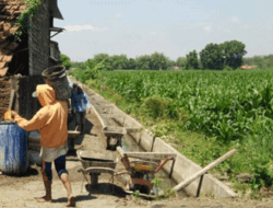 Jelang Musim Tanam, Petani Desa Jarak Kulon, Jombang Bangun Irigasi Secara Swadaya