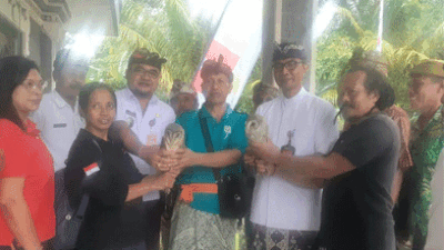 Kurangi Penggunaan Bahan Kimia Beracun, Pemkab Badung Manfaatkan Burung Hantu Perang Lawan Hama Tikus