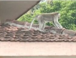 Kawanan Monyet Liar Masuk ke Pemukiman Warga Kecamatan Laren, Lamongan
