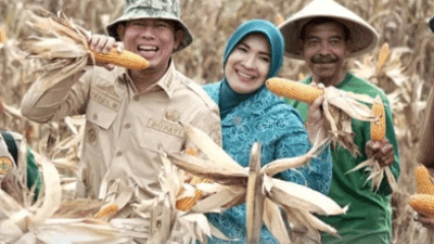 Pj Bupati OKU Bersama Ketua TP PKK Melakukan Panen Perdana Jagung Biota
