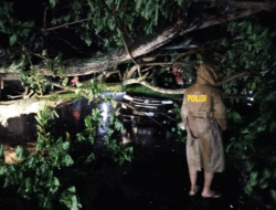 Nahas, Sebuah Mobil Ringsek Akibat Tertimpa Pohon Tumbang, Kopang, Loteng, Sopir Alami Luka-luka