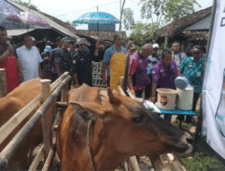 Pemenuhan Daging Sapi dan Ketahanan Pangan Nasional, Dorong Program Sapi Jabres