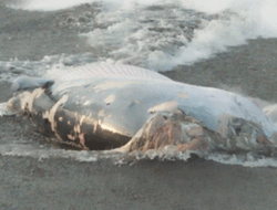 Gunakan Alat Berat, Seekor Bangkai Paus di Pantai Munggu, Badung Dievakuasi dan Dikuburkan