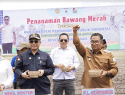 Tingkatkan Produktivitas Bawang Merah, Wamentan Harap Sulbar Jadi Lumbung Pangan Nasional