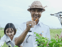 Upaya Pemkab Badung Antisipasi Kenaikan Harga Cabai Akibat Melonjaknya Permintaan