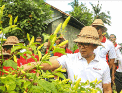 Panen Cabai Rawit di Subak Sengempel Desa Bongkasa, Pemkab Badung Upayakan Pengembangan