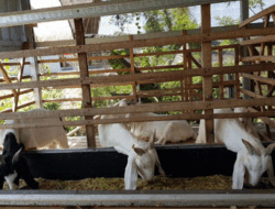 Kembangkan Susu Perah Kambing Etawa, Potensi Bisnis Datangkan Cuan