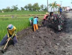 Kebersamaan dalam Membangun Normalisasi Saluran Irigasi, Wujud Kepedulian Babinsa di Wilayah Binaan