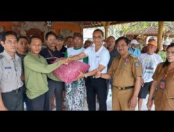 Sering Picu Inflasi, Kabupaten Badung Mulai Kembangkan Bawang Merah