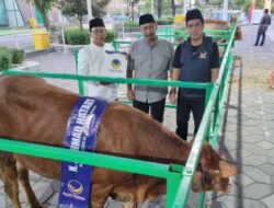 NasDem Jatim Serahkan Sapi Kurban ke Masjid dan Pesantren