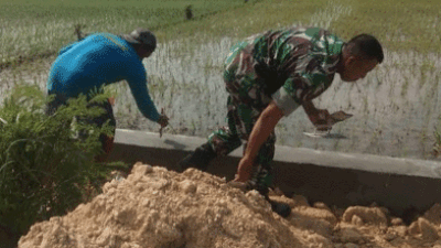 Upaya Tercapai Ketahanan Pangan Nasional, Babinsa Bantu Warga Sugio, Lamongan Perbaiki Irigasi