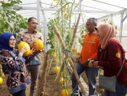 Kota Surabaya Sukses Kembangkan Urban Farming