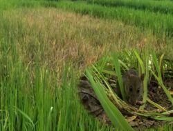 Burung Pipit Serang Pertanian Padi Sidoarjo, Petani Gagal Panen dan Merugi