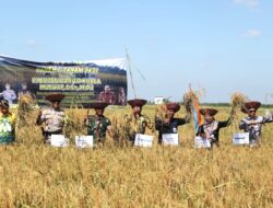 Pemkab Batola Gencarkan Program Panen dan Tanam Padi