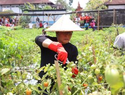Wujudkan Ekosistem Pertanian Berkelanjutan, Bupati Giri Prasta Rancang Insentif Bagi Petani