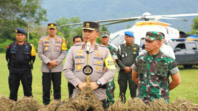 Operasi Pemberantasan Ladang Ganja Terbesar, Ditemukan 150 Hektar di 18 Titik Lokasi