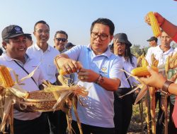 Sekda Adi Arnawa Panen Jagung Bersama di Subak Guming Penarungan