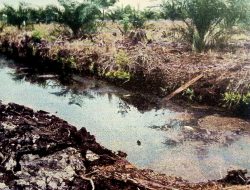 PT HBL dan UPTD KPH Lalan Mangsang Mendis Mulai Gerah Ketahuan Tanam Sawit di Lahan Gambut