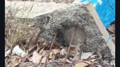 Kuantitas Proyek Pembangunan Sekat Kanal di Muara Medak Diduga Tidak Sesuai RAB Proyek
