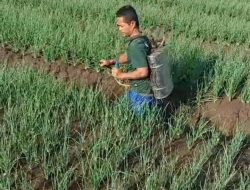 Bawang Jadi Subur, Babinsa Banjaranyar,  Brebes Bantu Petani Semprotkan Mikroba PA 63 Garuda 0713