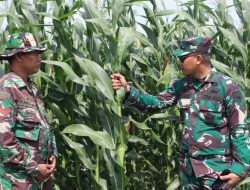 Dandim 0713 Brebes Letkol Infanteri Sapto Broto Tinjau Demplot Tanaman Jagung, Wujudkan Program Ketahanan Pangan