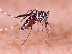 Awas, Ancaman DBD Meningkat di Garut, Diduga Faktor Curah Hujan Tinggi Jadi Penyebab Utama