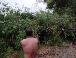 Dua Pria Tertimpa Barongan Bambu Tempatnya Berteduh, 1 Orang Tewas
