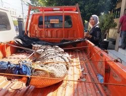 Warga Mlajah, Bangkalan, Dikagetkan Penemuan Buaya Muara, BBKSDA: Pulau Madura Bukan Habitat Alami Buaya Muara