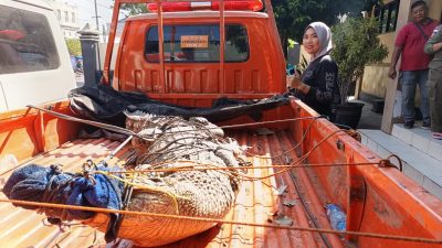 Warga Mlajah, Bangkalan, Dikagetkan Penemuan Buaya Muara, BBKSDA: Pulau Madura Bukan Habitat Alami Buaya Muara