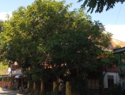 Antisipasi Pengurangan Risiko Bencana, Wartawan Identifikasi Empat Pohon Mangga Rawan Tumbang di Selayar