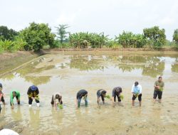 Launching Penanaman Padi Organik Varietas Unggul Kalapas Lamongan bersama Gapoktan di Desa Brangsi