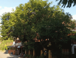 Berpotensi Ganggu Jaringan Listrik, BPBD Selayar Diharapkan Segera Tangani Pohon Rawan Tumbang